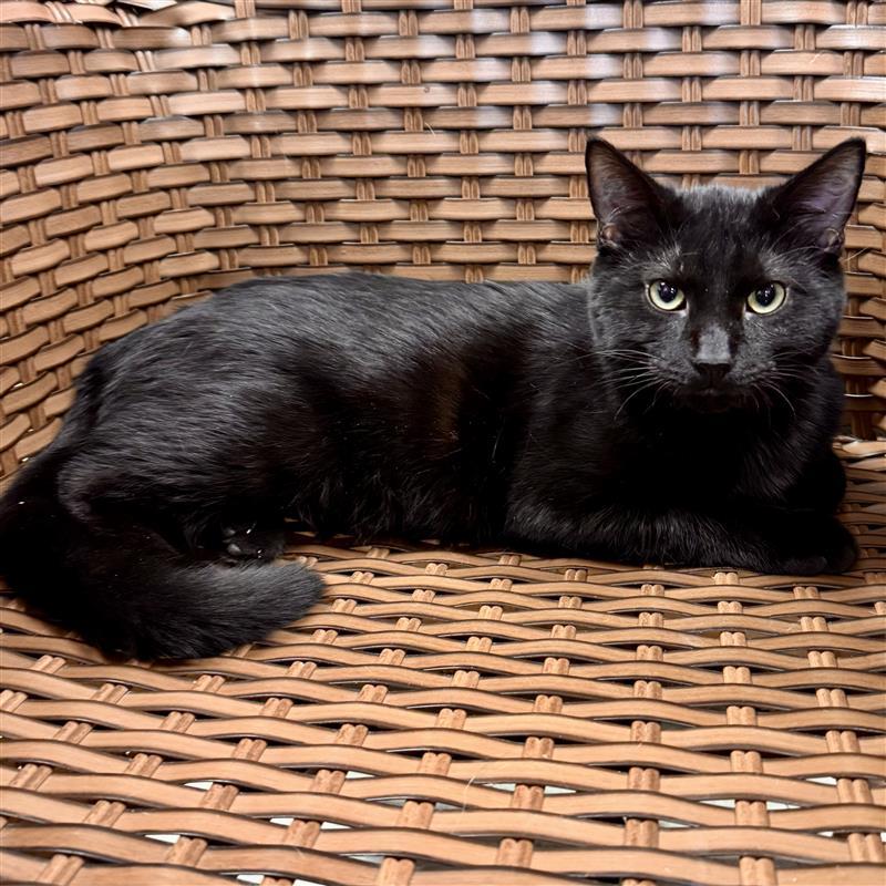 Gilmore - STRAY, adopted, Young Male Domestic Short Hair.