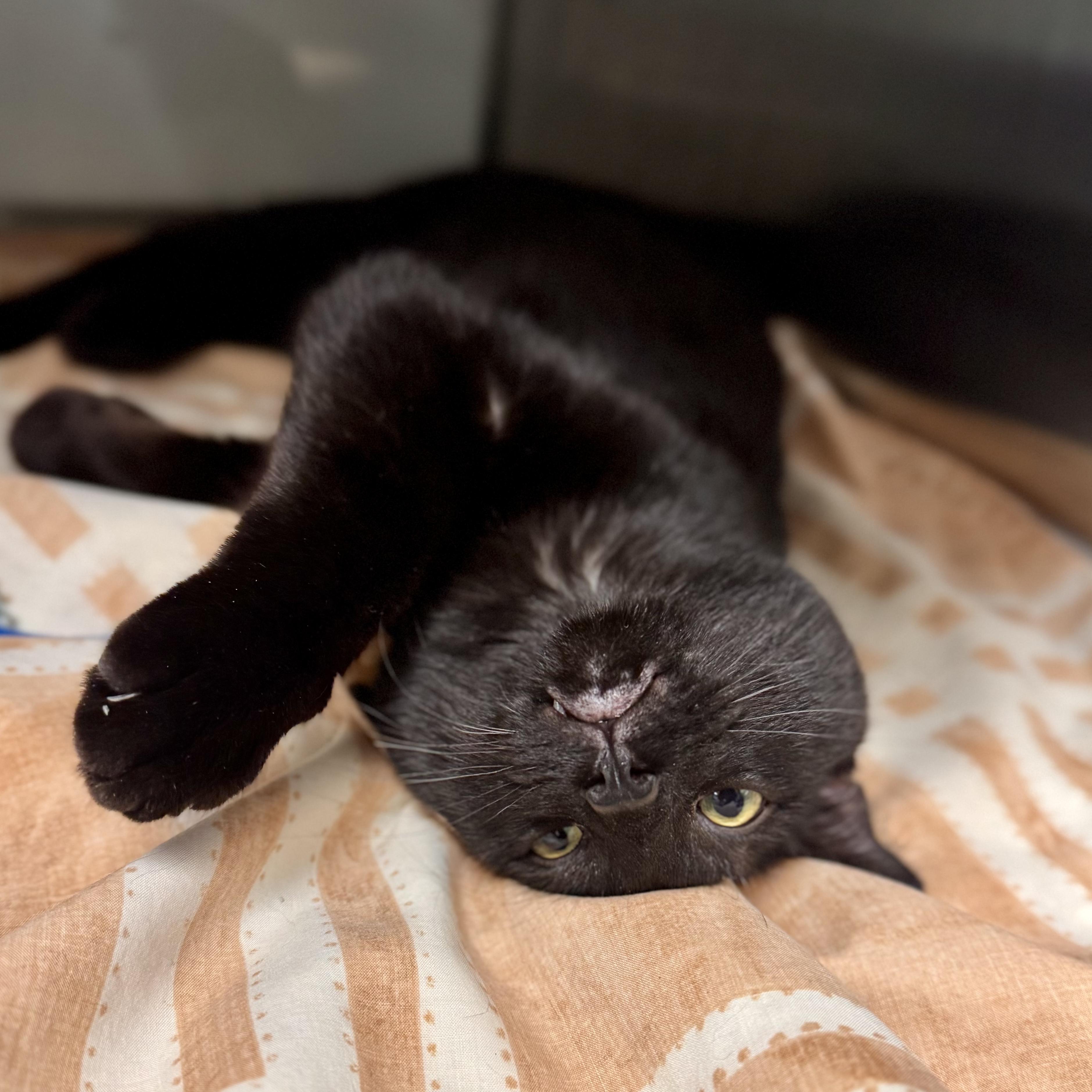 Gilmore - STRAY, an adopted Domestic Short Hair in Midland, MI image 3/5