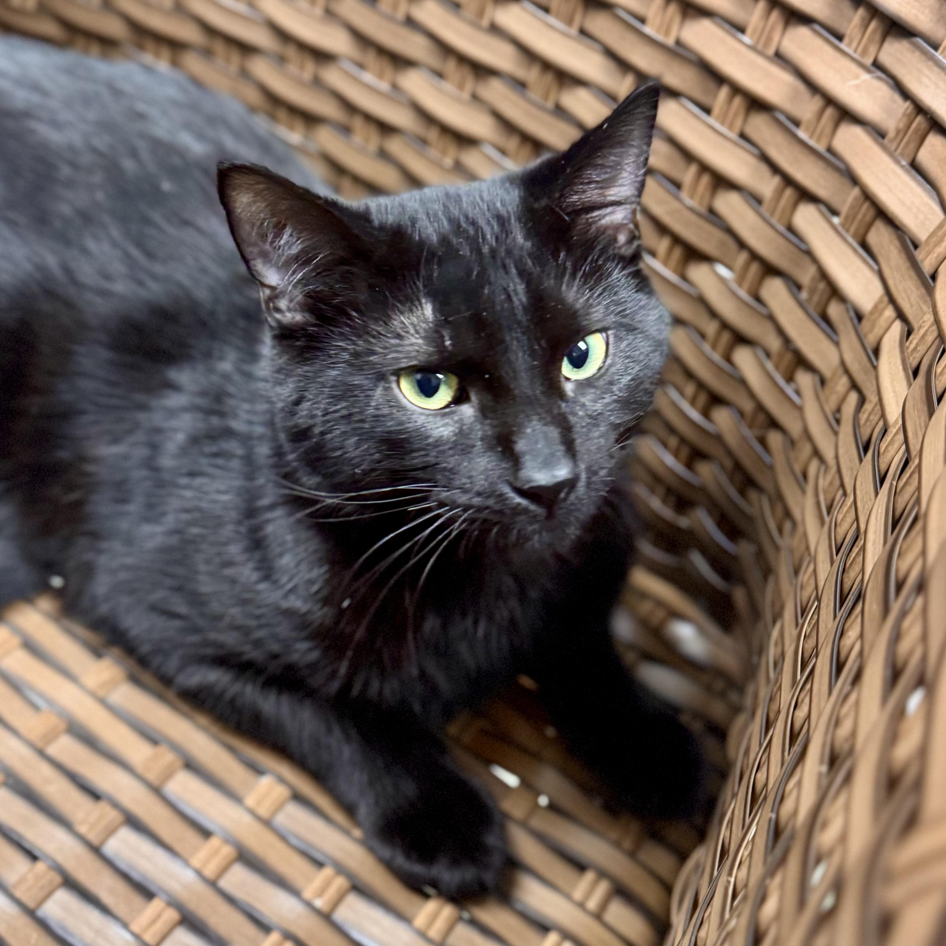 Gilmore - STRAY, an adopted Domestic Short Hair in Midland, MI image 2/5