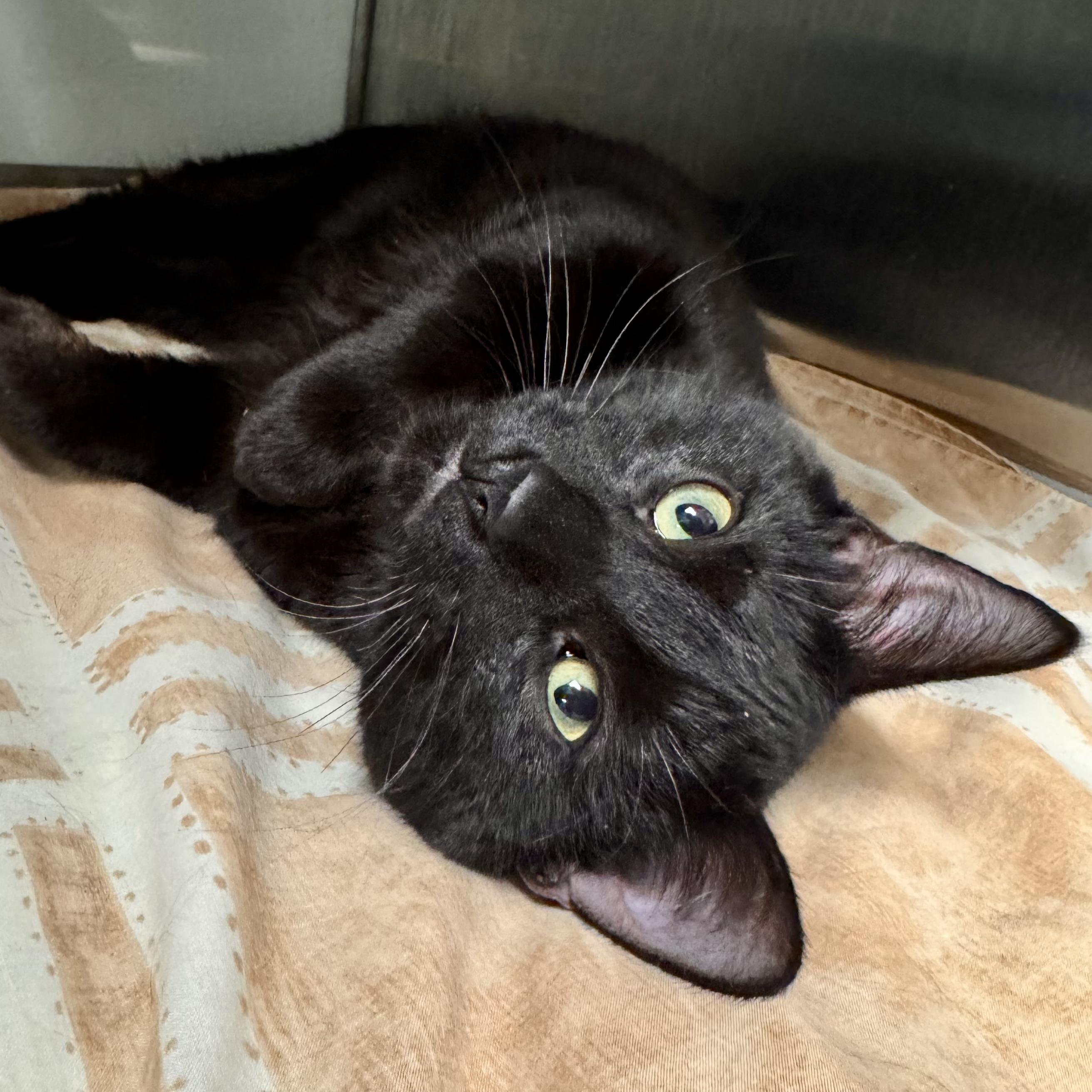 Gilmore - STRAY, an adopted Domestic Short Hair in Midland, MI image 5/5