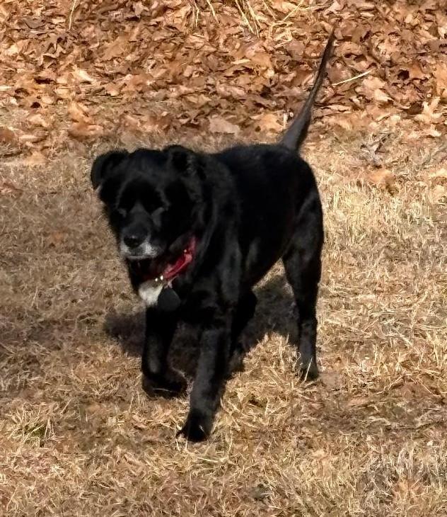 Enlarge Lil Bear, an adoptable Mixed Breed in Rockville, MD image 2/6