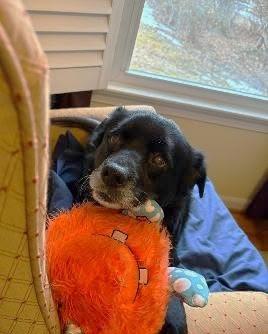 Enlarge Lil Bear, a Adoptable mixed breed in Rockville, MD image 6/6