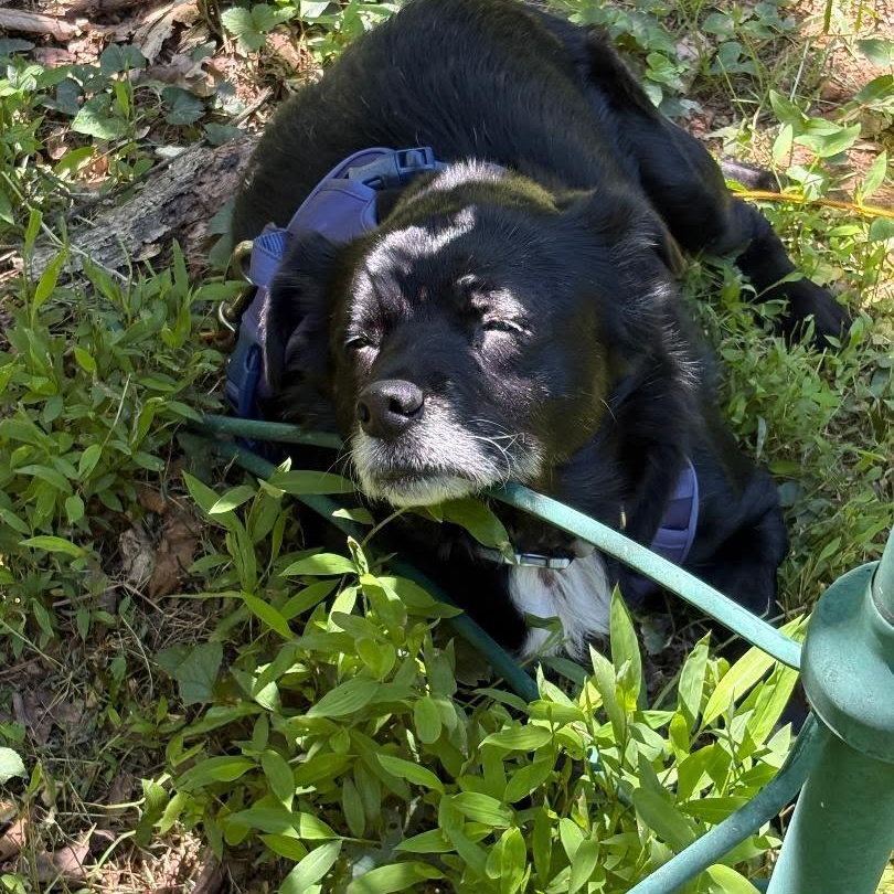 Enlarge Lil Bear, an adoptable Mixed Breed in Rockville, MD image 6/6