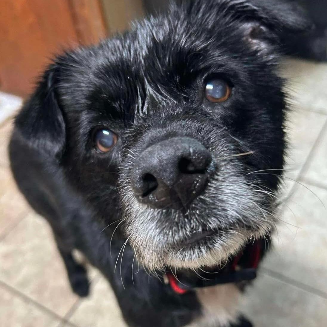 Enlarge Lil Bear, an adoptable mixed breed in Rockville, MD image 3/6