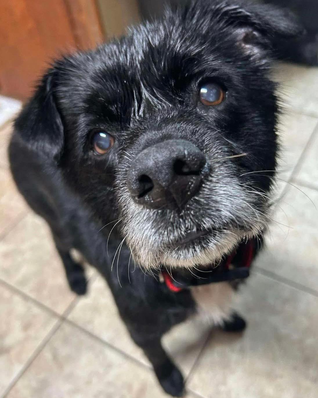 Enlarge Lil Bear, an adoptable Mixed Breed in Rockville, MD image 3/6