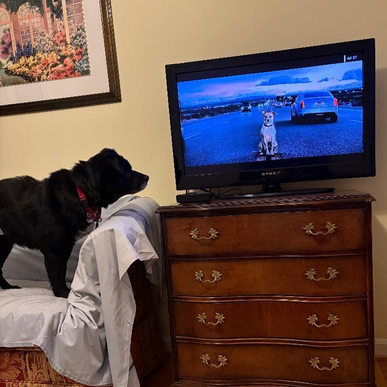 Enlarge Lil Bear, an adoptable Mixed Breed in Rockville, MD image 6/6