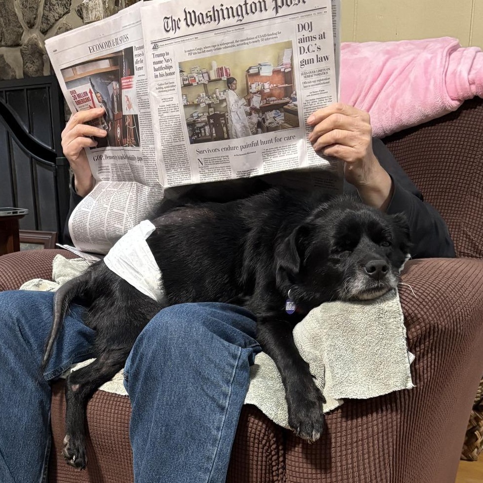 Enlarge Lil Bear, an adoptable Mixed Breed in Rockville, MD image 3/6