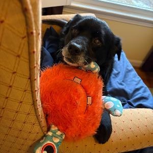 Enlarge Lil Bear, an adoptable Mixed Breed in Rockville, MD image 5/6