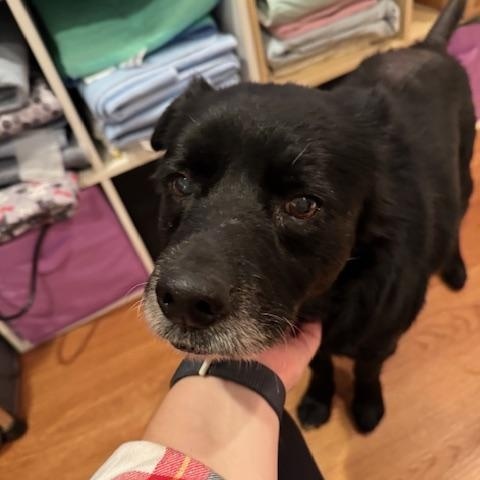 Enlarge Lil Bear, an adoptable Mixed Breed in Rockville, MD image 5/6