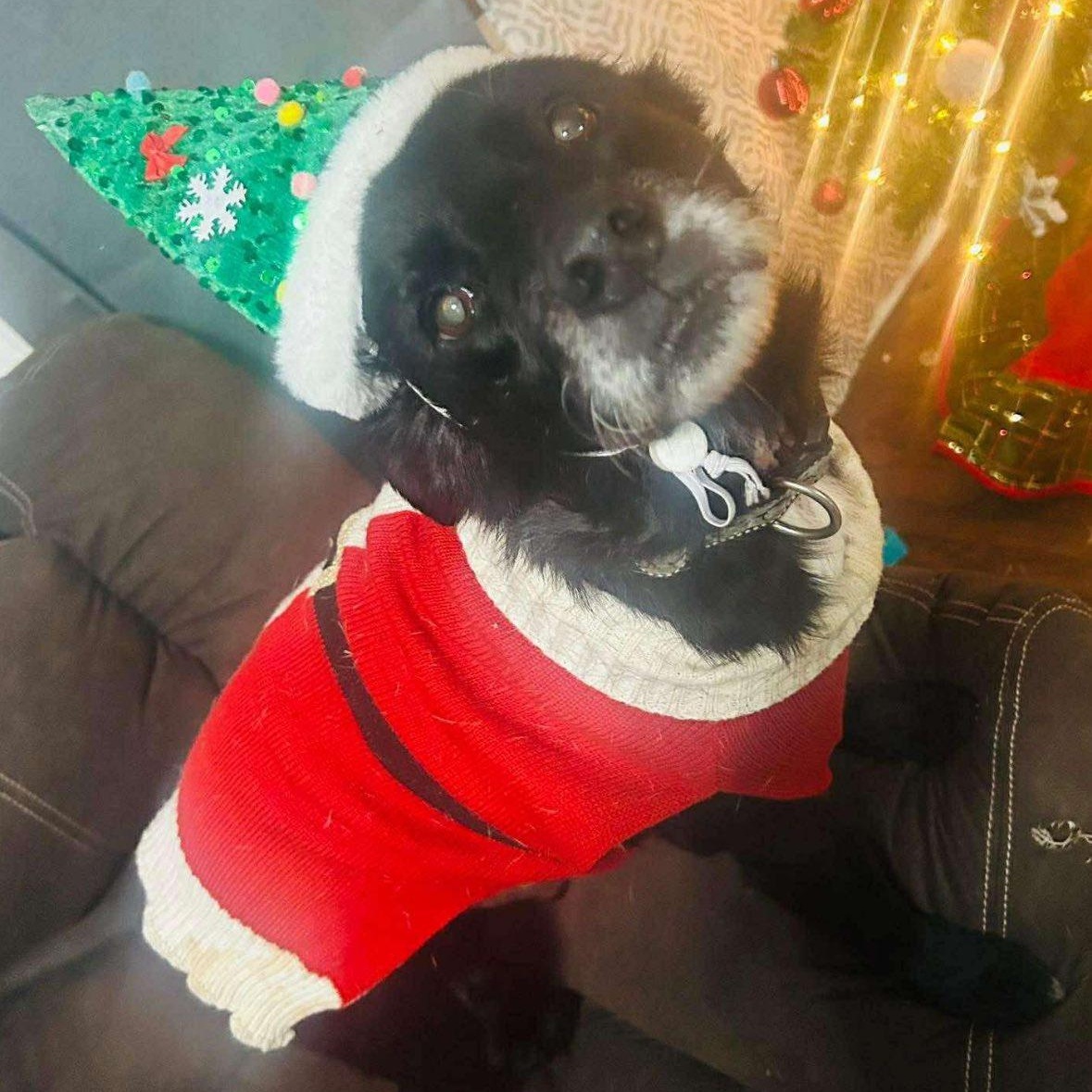 Enlarge Lil Bear, an adoptable Mixed Breed in Rockville, MD image 6/6