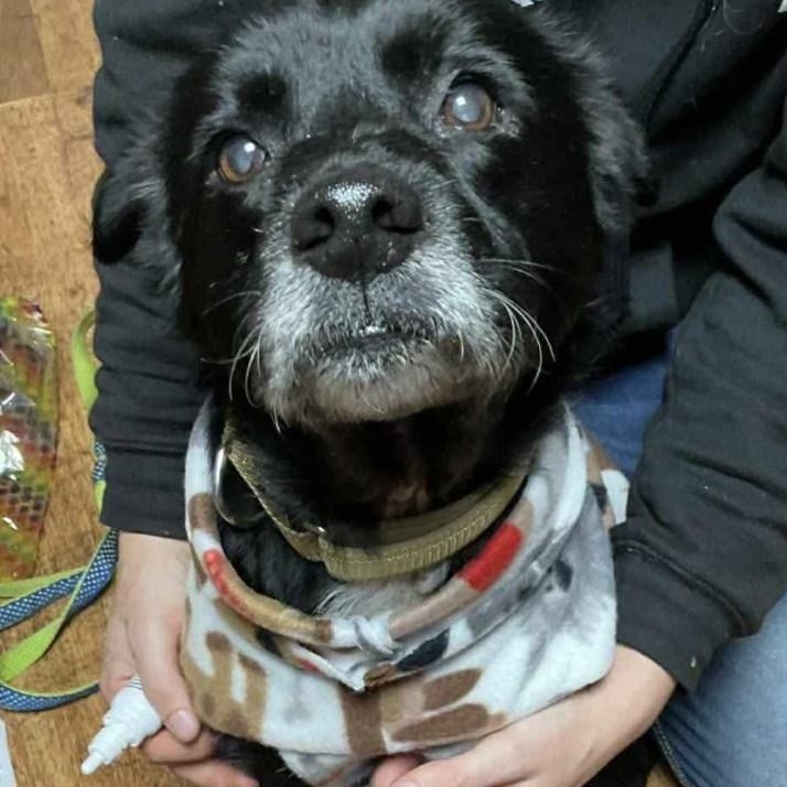 Enlarge Lil Bear, an adoptable Mixed Breed in Rockville, MD image 1/6