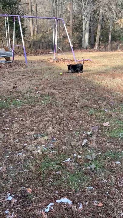 Enlarge Lil Bear, an adoptable Mixed Breed in Rockville, MD video 4/6