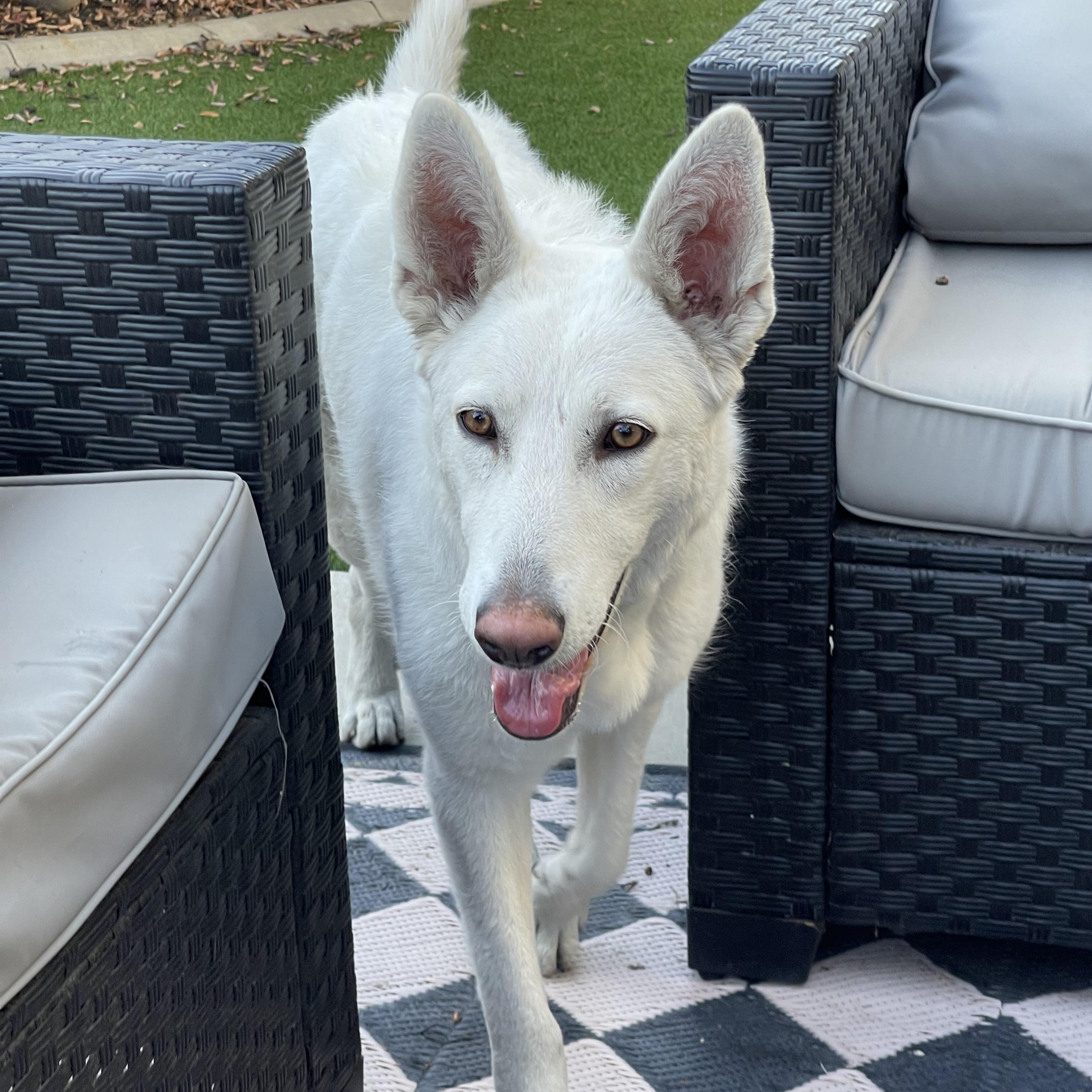 Luna, a Adoptable German Shepherd Dog in Phoenix, AZ image 2/3