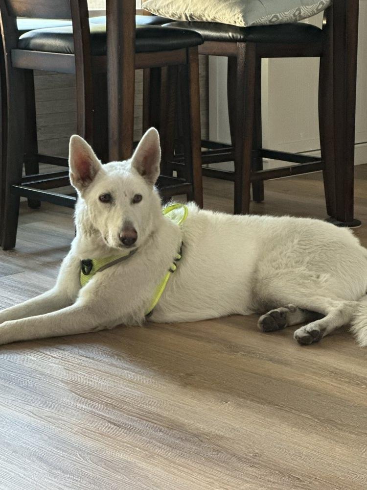 Luna, a Adoptable German Shepherd Dog in Phoenix, AZ image 3/3