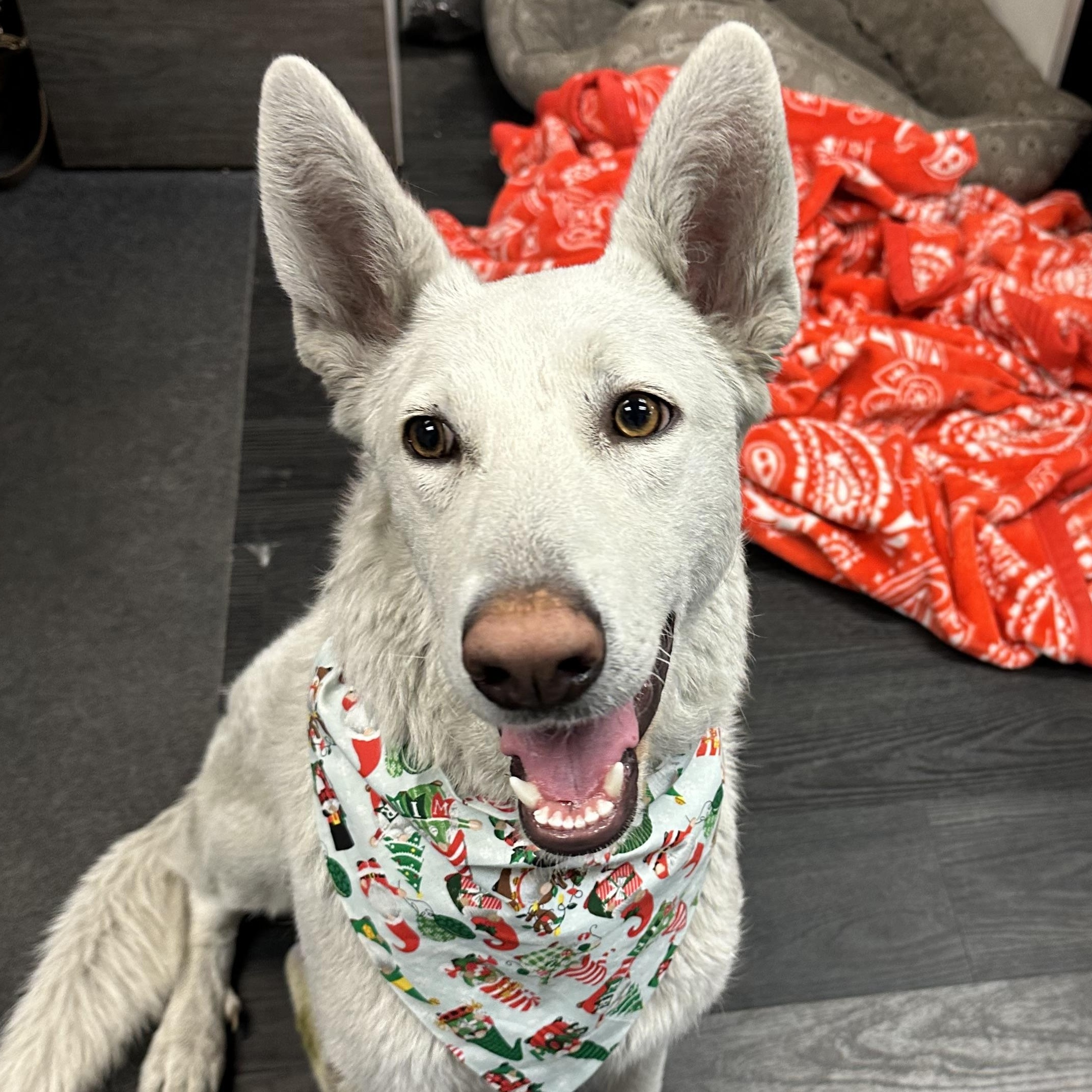 Luna, Adoptable, Adult Female German Shepherd Dog.