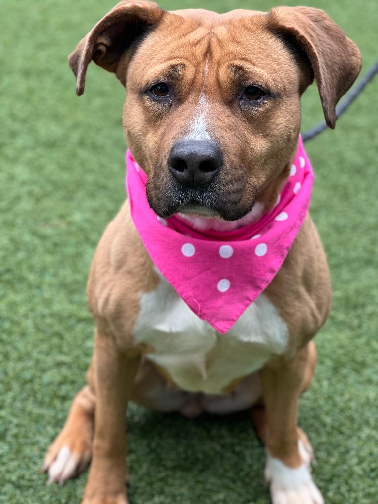 Enlarge Puppy, a Adoptable mixed breed in Hartsville, SC image 2/6