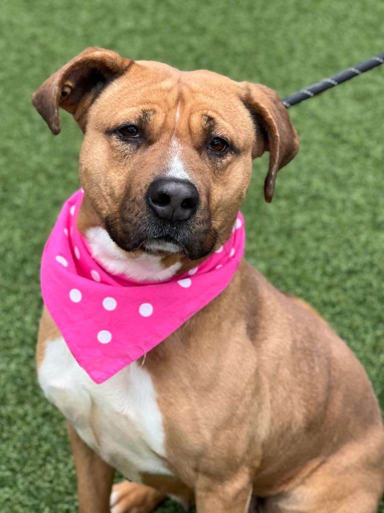 Enlarge Puppy, a Adoptable mixed breed in Hartsville, SC image 5/6
