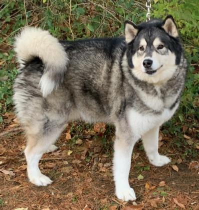 Cody, an adoptable Alaskan Malamute, Husky in Annapolis, MD, 21403 | Photo Image 1