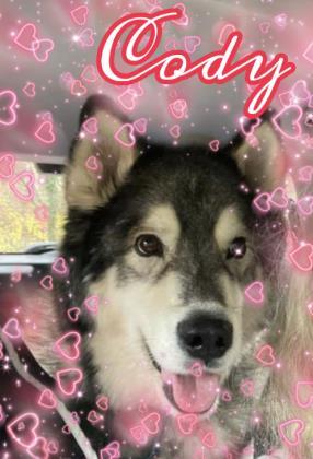 Enlarge Cody, a Adoptable mixed breed in Annapolis, MD image 2/4