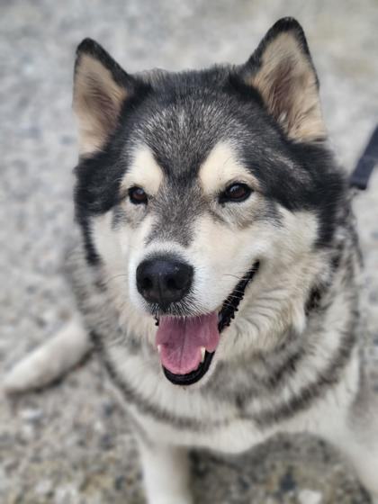 Enlarge Cody, a Adoptable mixed breed in Annapolis, MD image 3/4