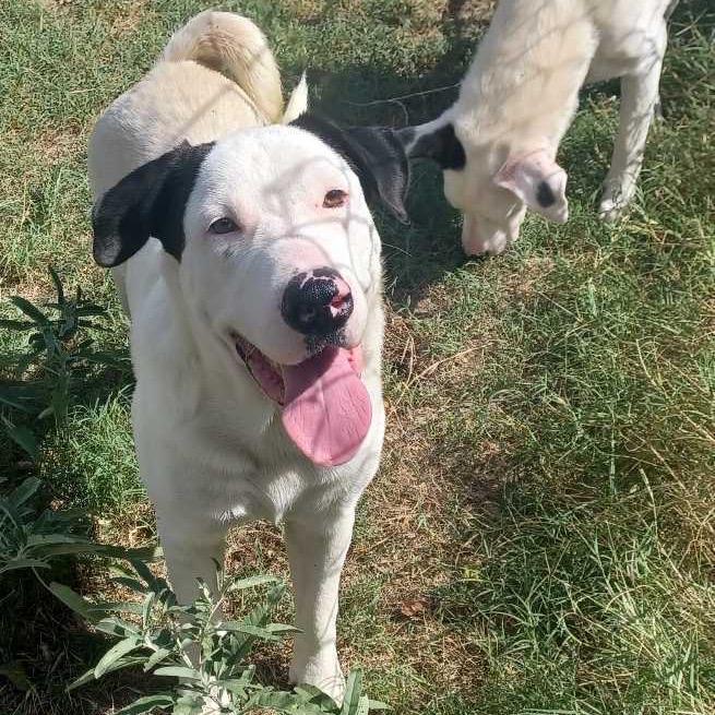 Bruce, Adoptable, Young Male Labrador Retriever & Mixed Breed.