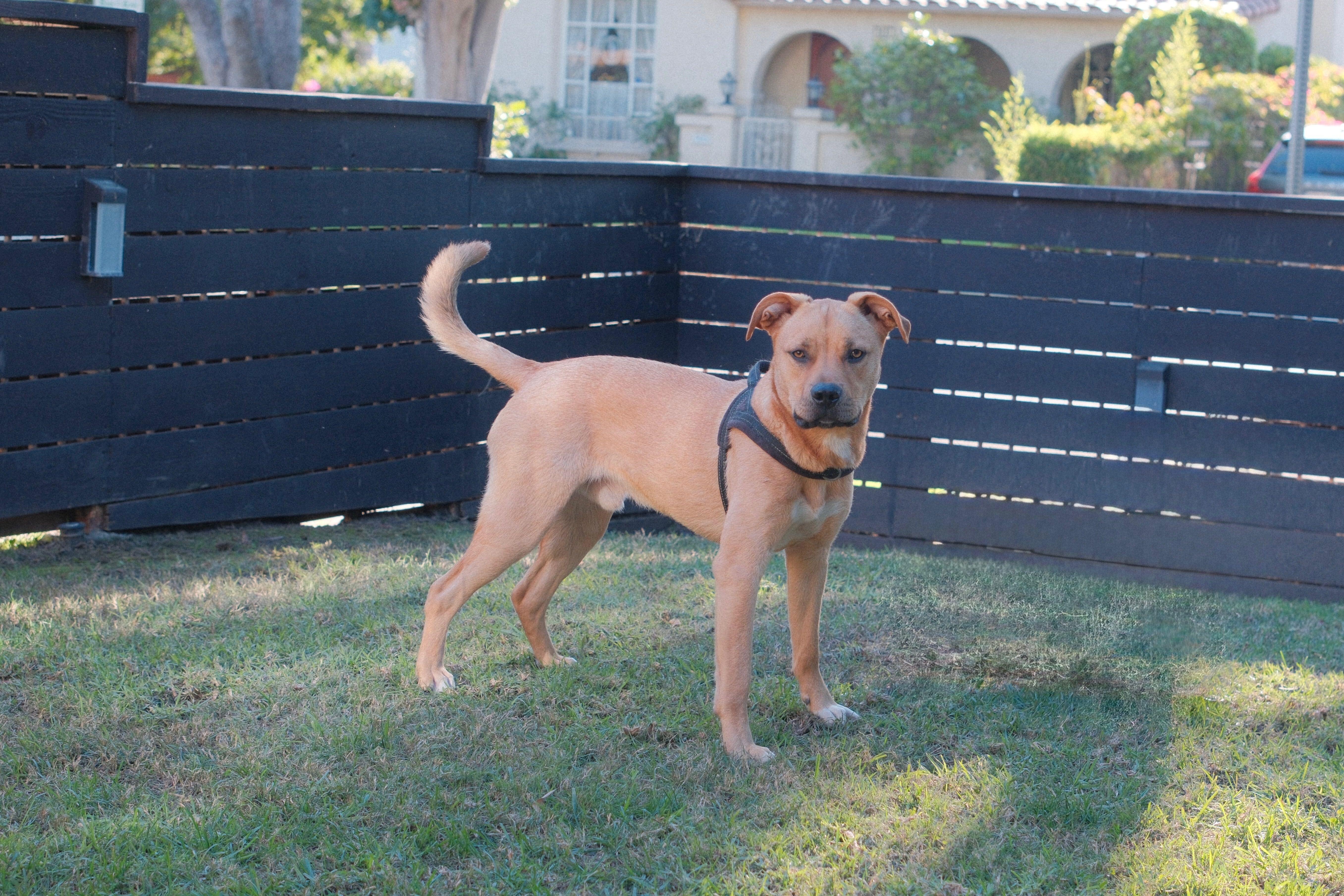 Enlarge Tony, a ADOPTABLE American Staffordshire Terrier in Los Angeles, CA image 2/4