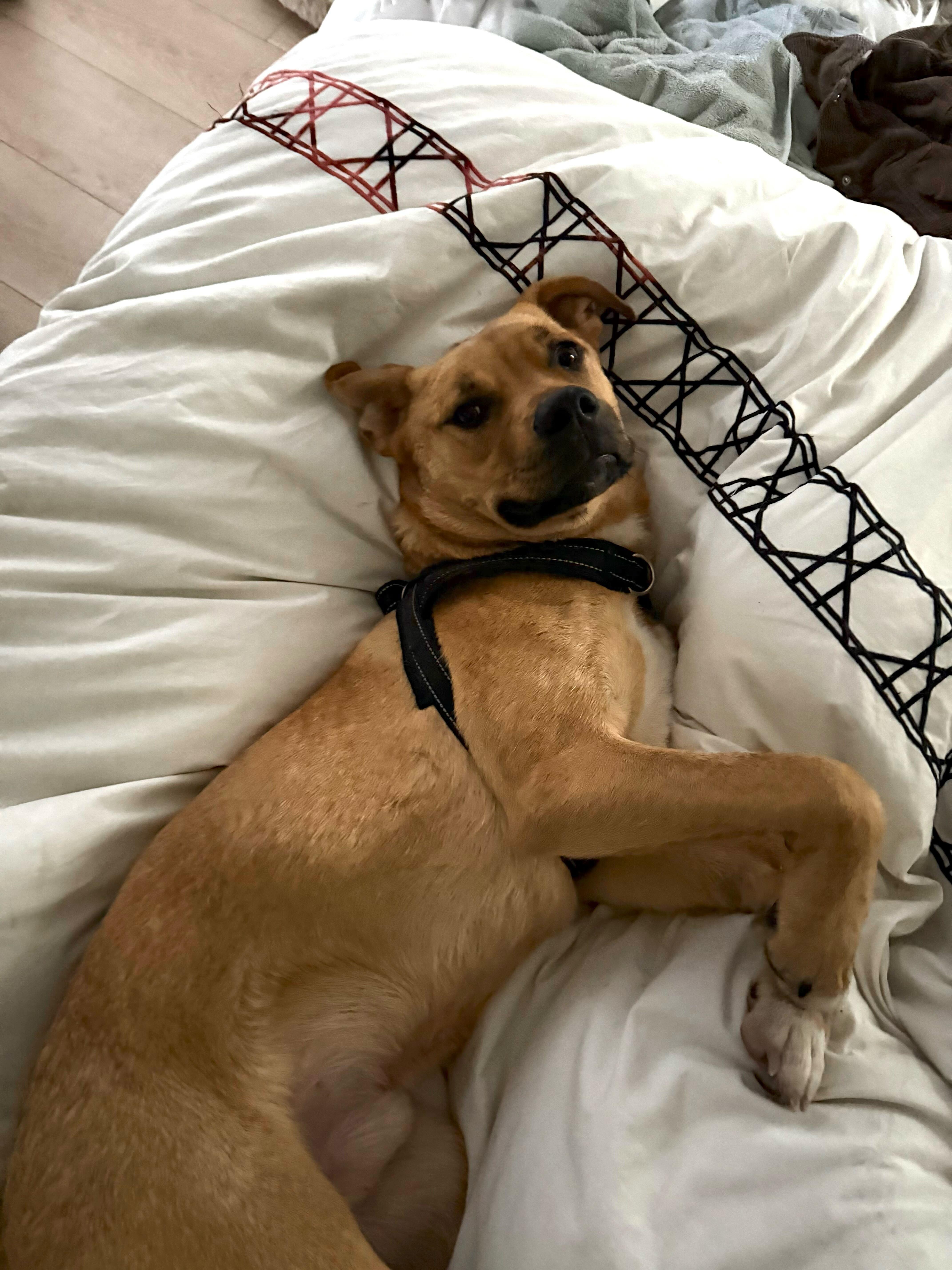 Enlarge Tony, a ADOPTABLE American Staffordshire Terrier in Los Angeles, CA image 3/4