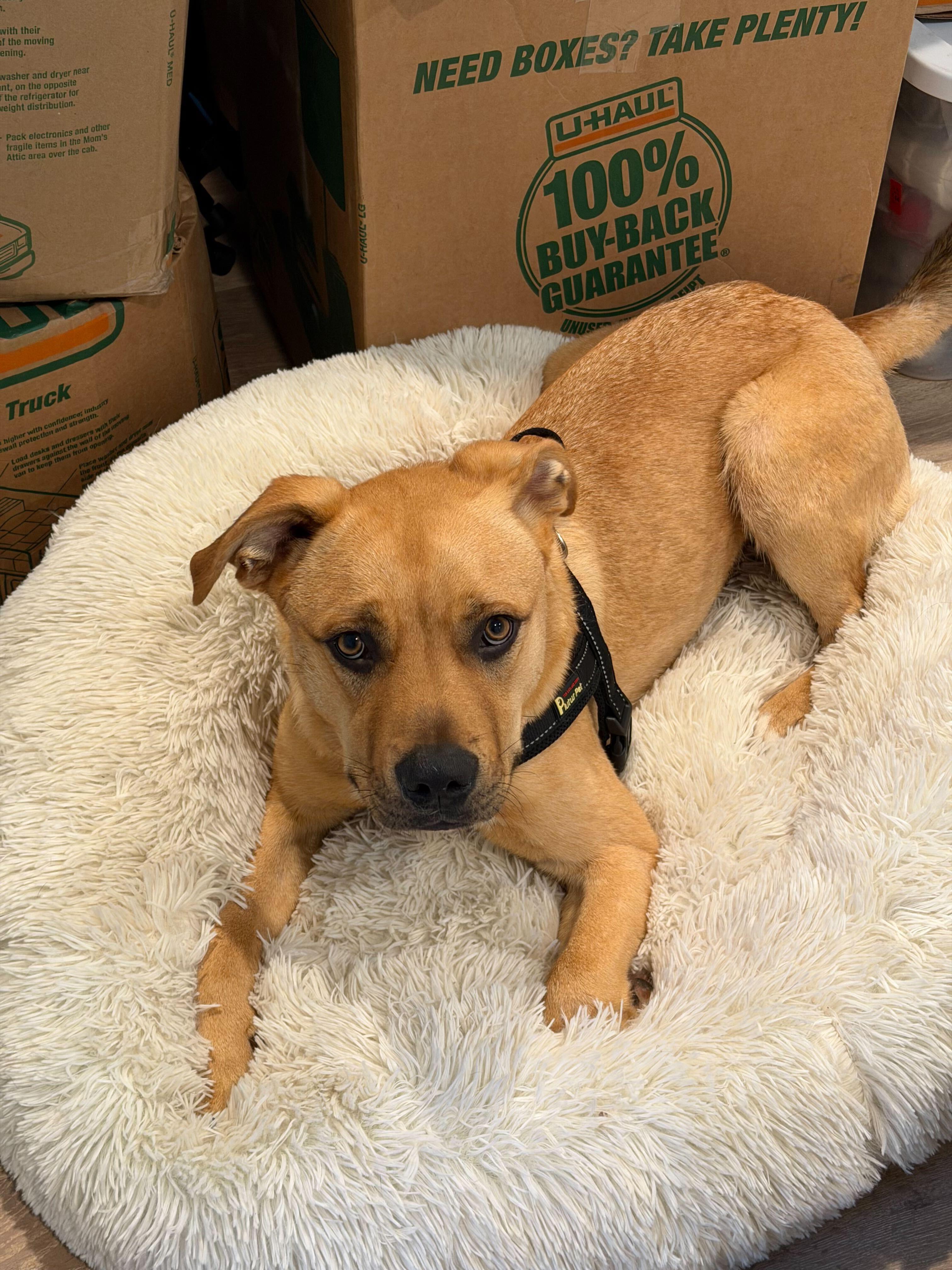 Tony, ADOPTABLE, Young Male American Staffordshire Terrier.