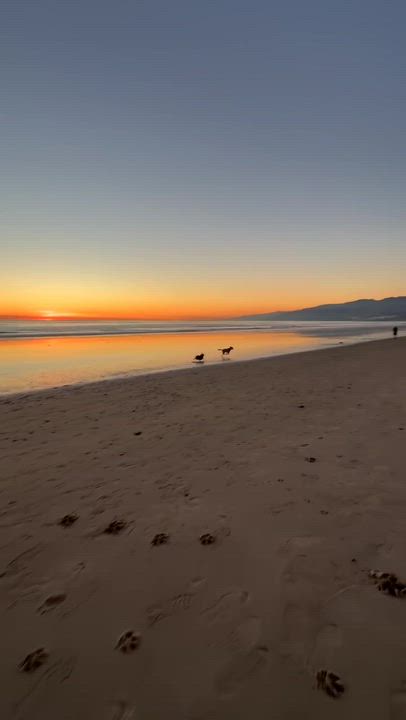 Enlarge Tony, a ADOPTABLE American Staffordshire Terrier in Los Angeles, CA video 4/4