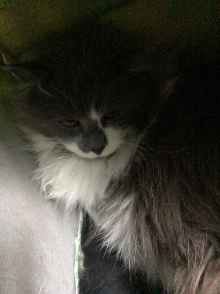 Pancakes, Adoptable, Adult Male Domestic Long Hair.