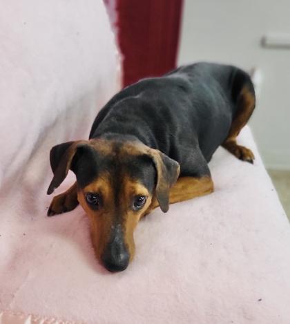 Pearl, Adoptable, Adult Female Black and Tan Coonhound.