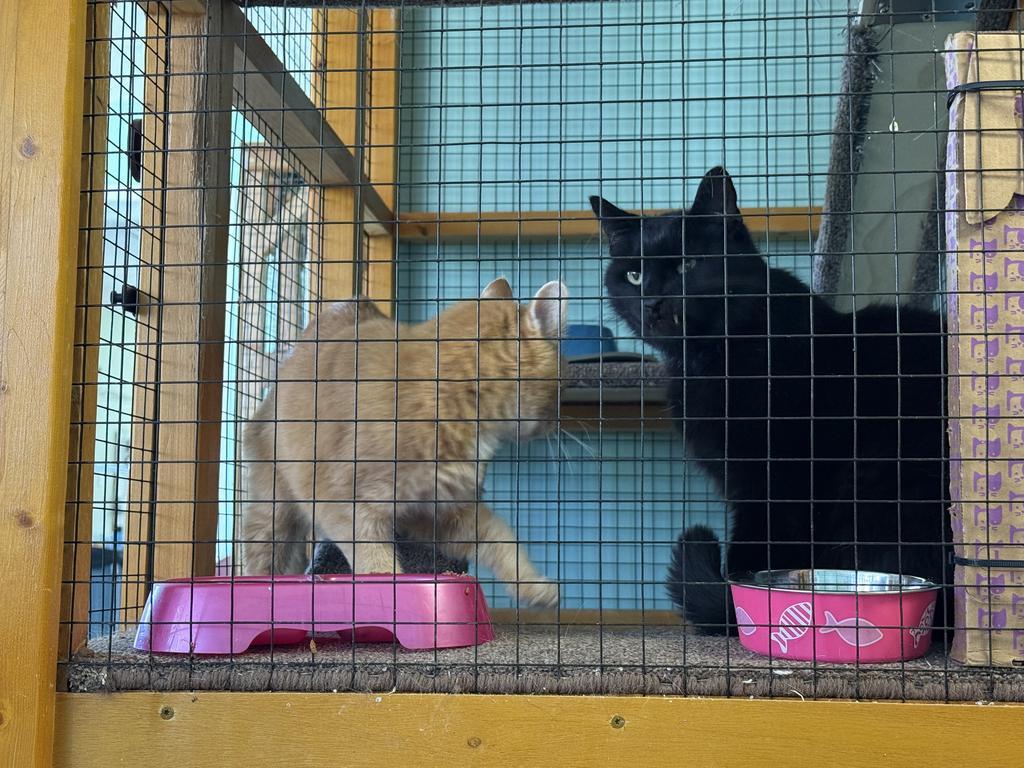 Moe Horton, Adoptable, Senior Male Domestic Short Hair.