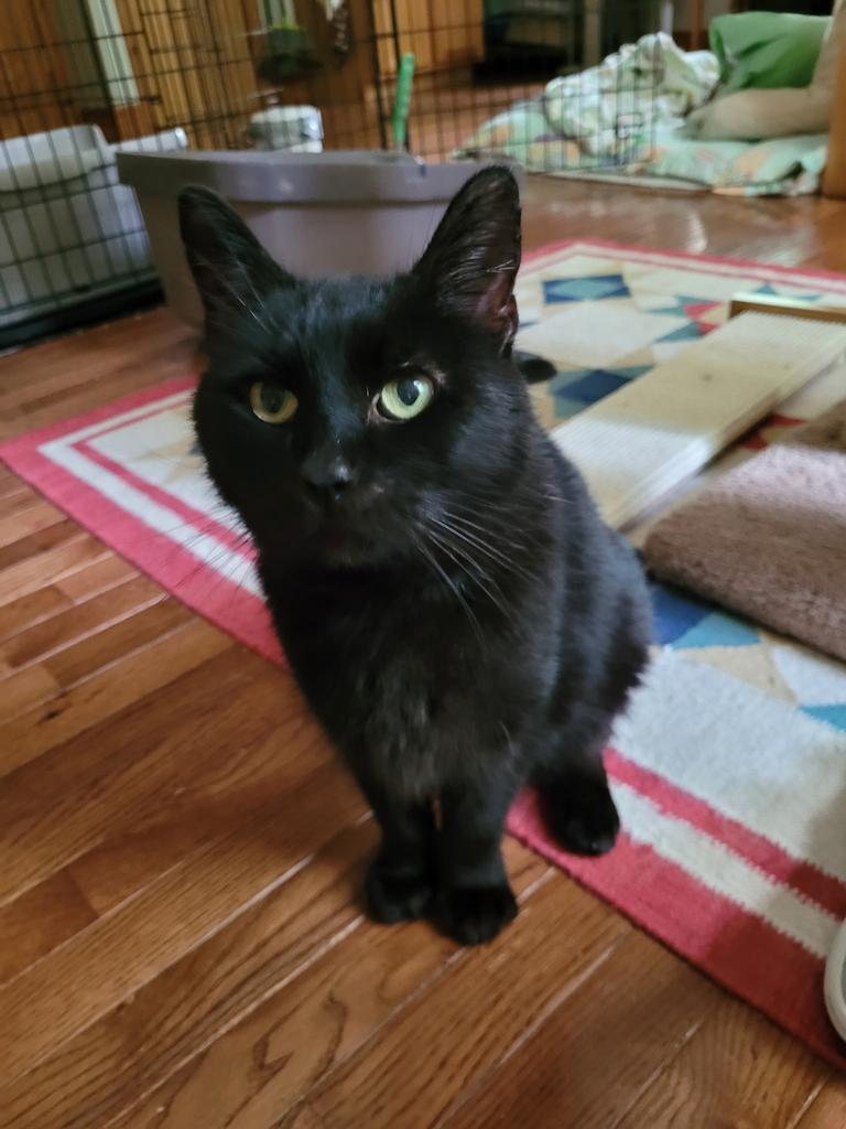 Moe Horton, a Adoptable mixed breed in Athens, OH image 2/2
