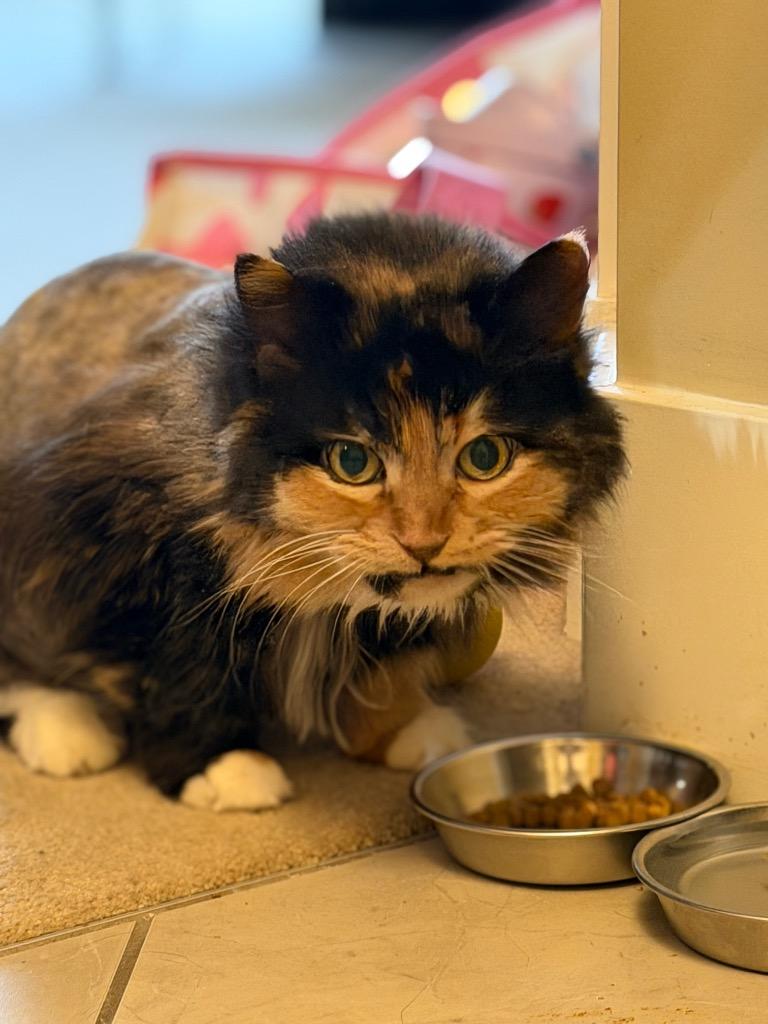 Aurora, Adoptable, Adult Female Domestic Long Hair.