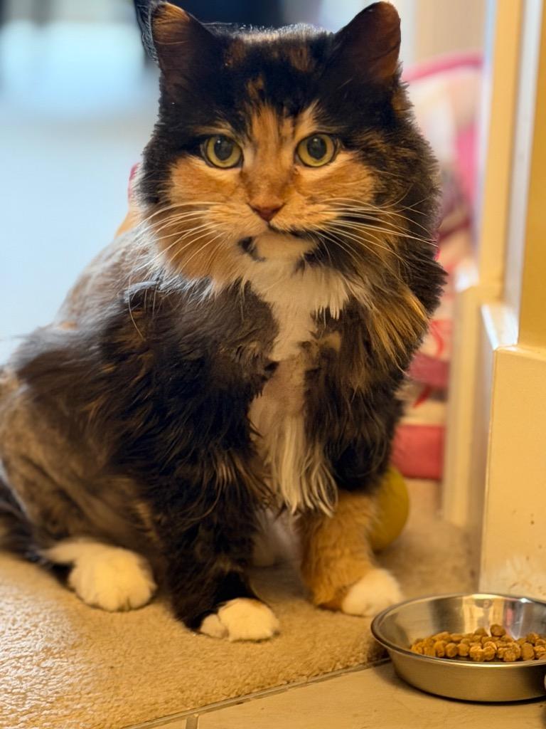 Aurora, a Adoptable mixed breed in Calgary, AB image 1/4