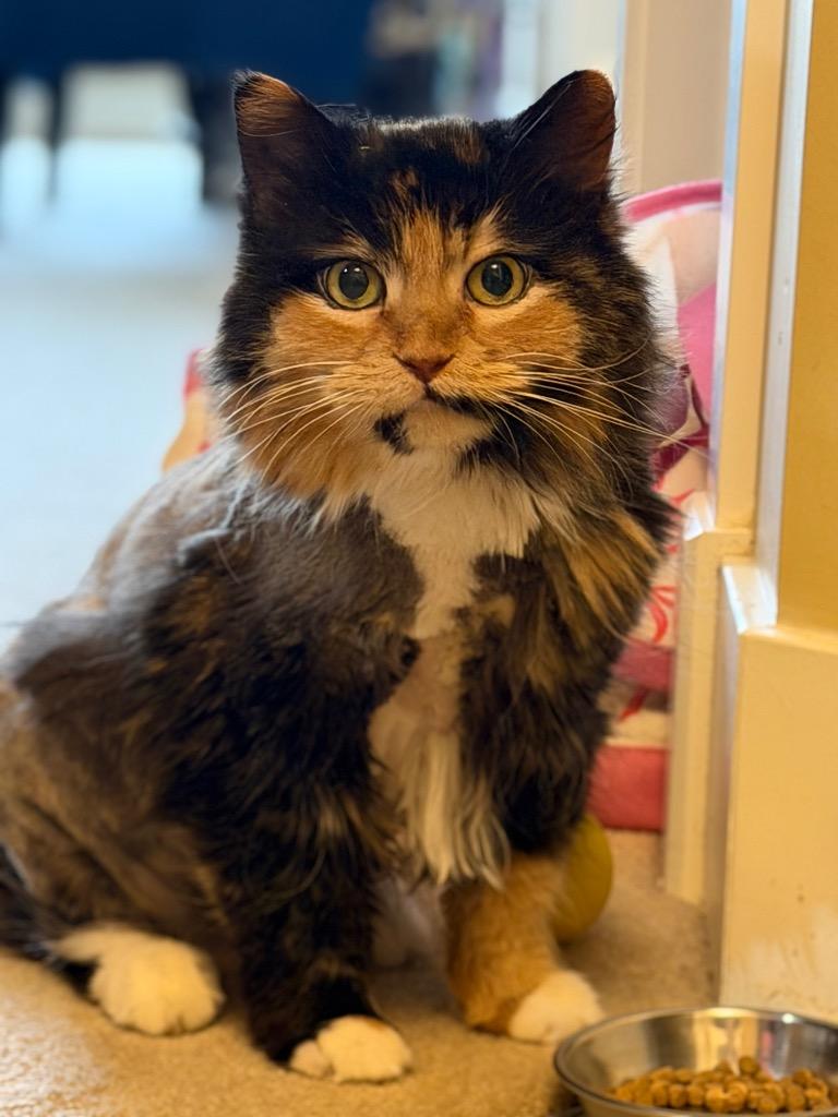 Aurora, a Adoptable mixed breed in Calgary, AB image 2/4