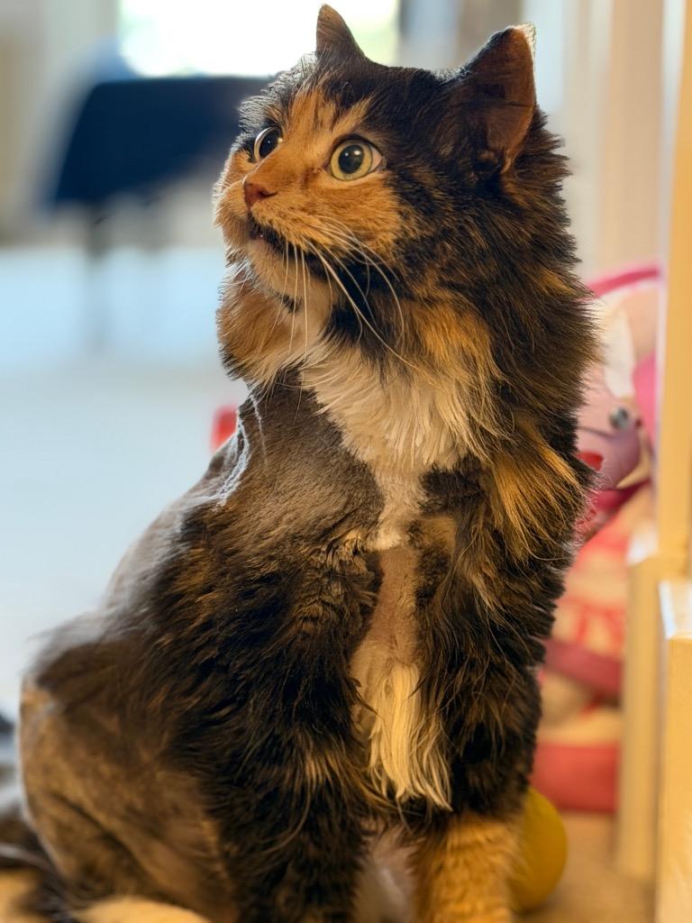 Aurora, a Adoptable mixed breed in Calgary, AB image 3/4