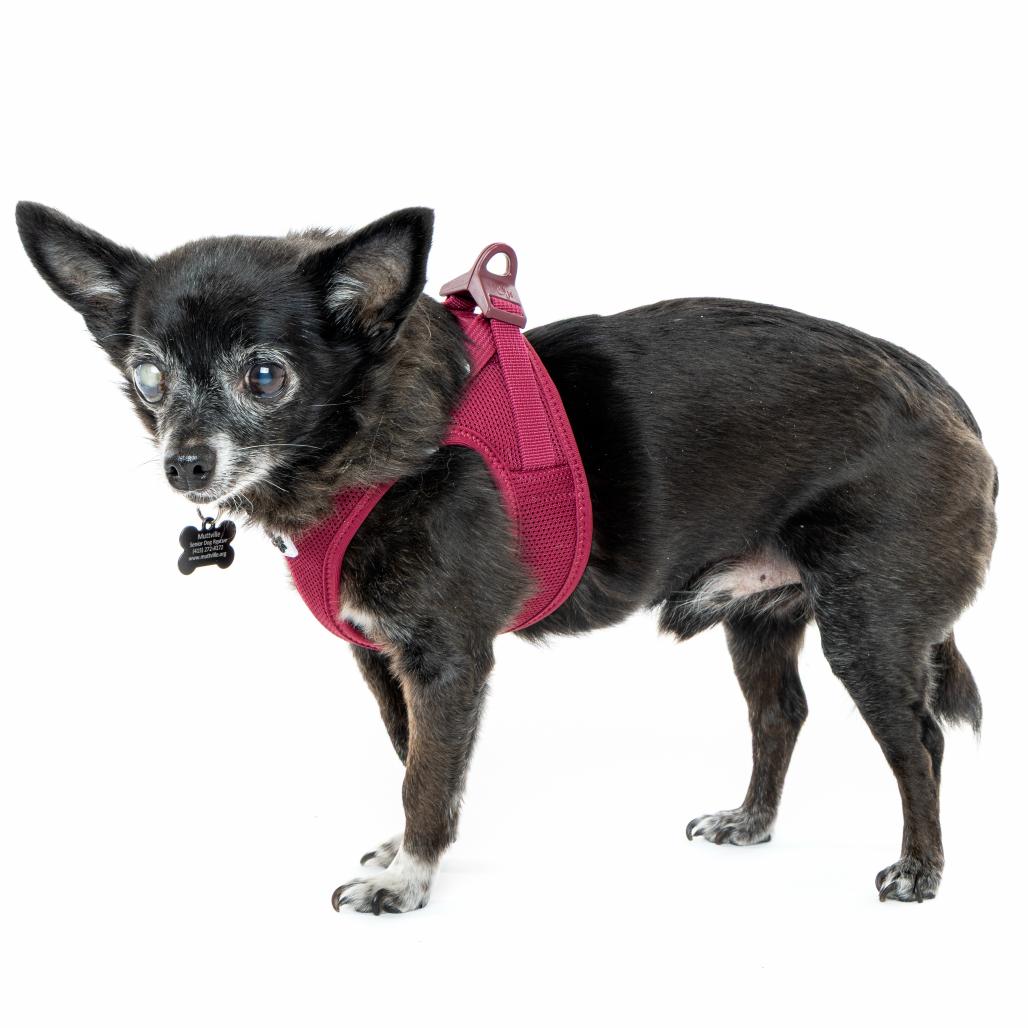 Enlarge Sharpie 12087, a Adoptable Chihuahua in San Francisco, CA image 5/6