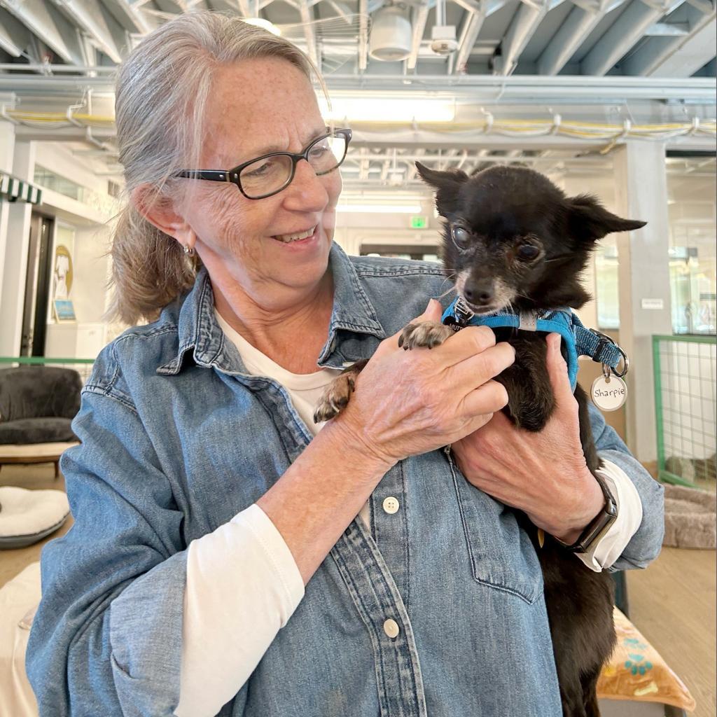 Enlarge Sharpie 12087, a Adoptable Chihuahua in San Francisco, CA image 6/6