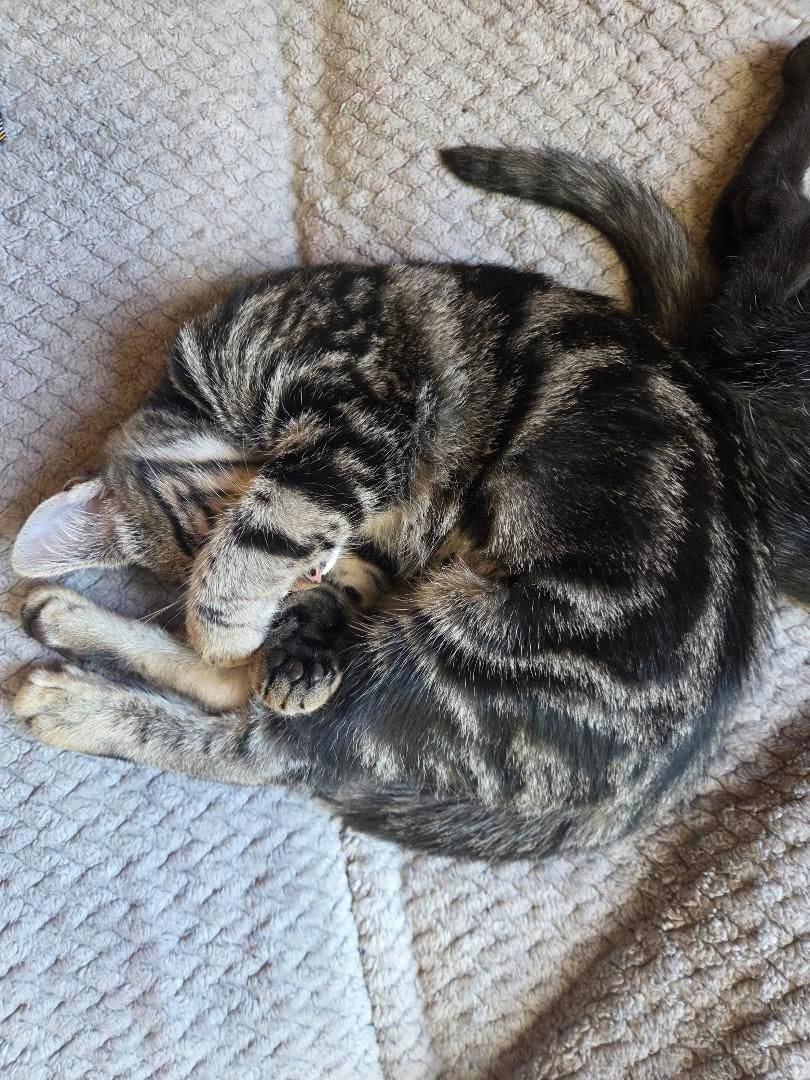 Milano, adopted, Kitten Female Domestic Short Hair.