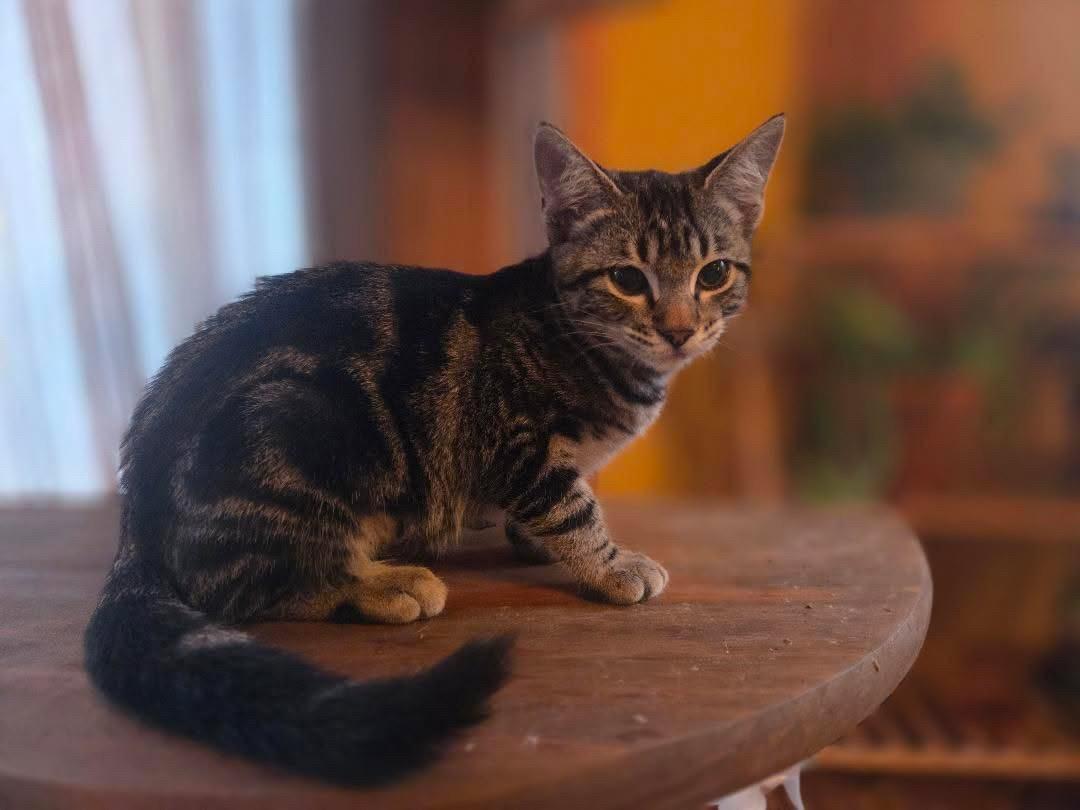 Enlarge Milano, an adopted Domestic Short Hair in St. Albans, VT image 2/3