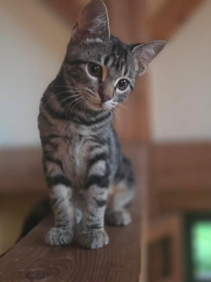 Enlarge Milano, an adopted Domestic Short Hair in St. Albans, VT image 3/3