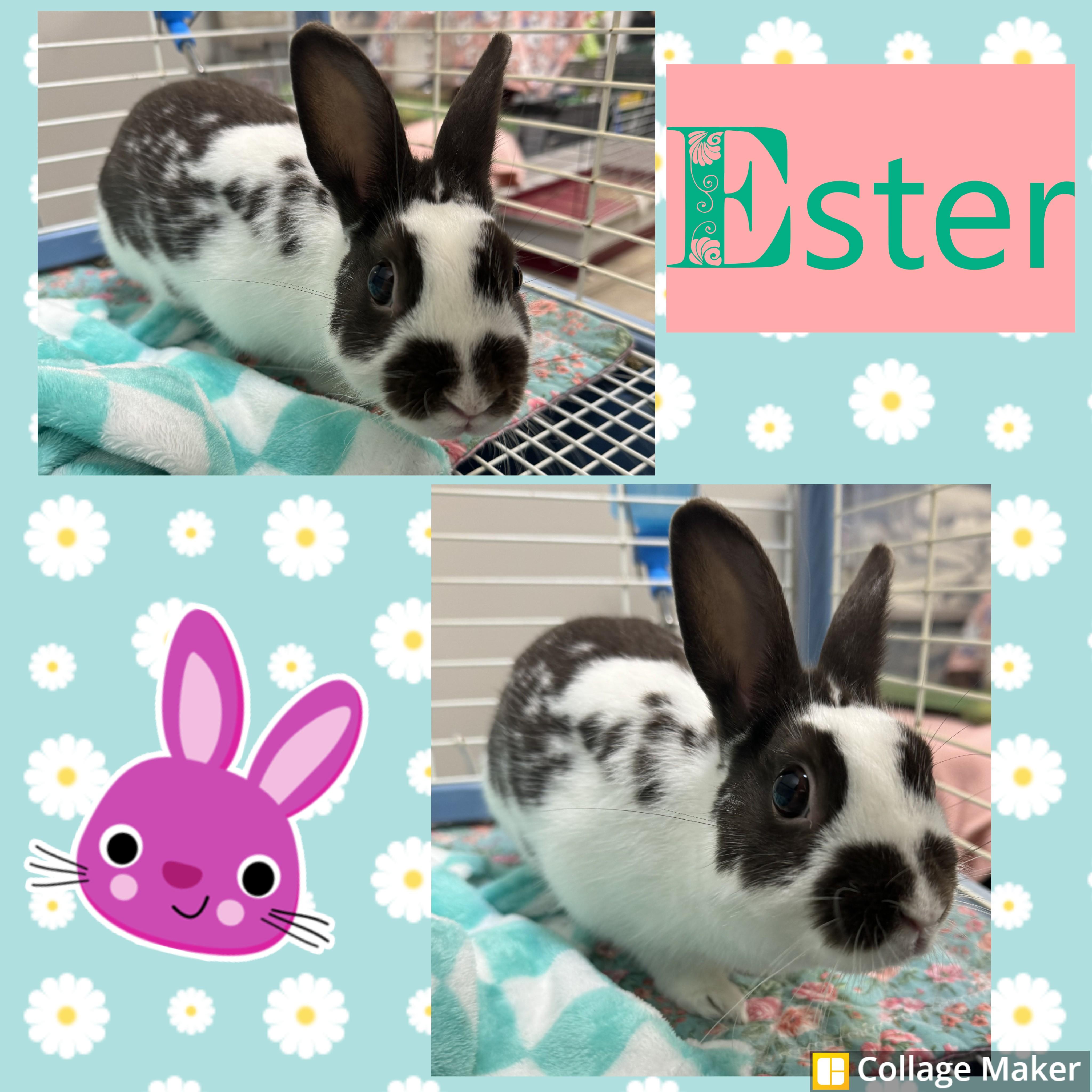 Ester, Adoptable, Adult Female Rex.