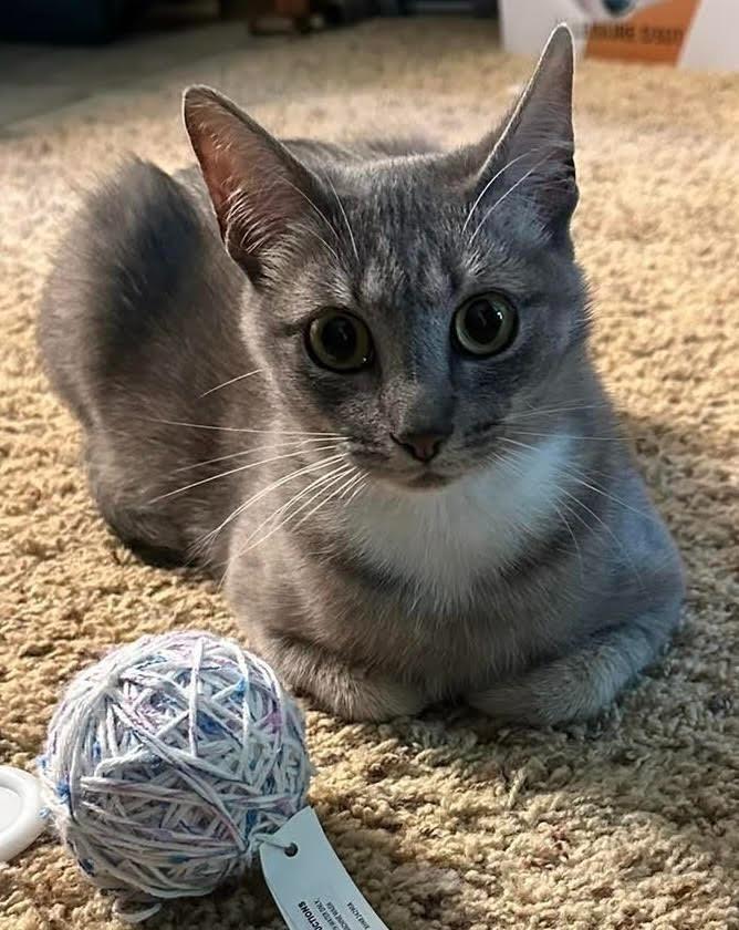 Letti, Adoptable, Young Female Domestic Short Hair.