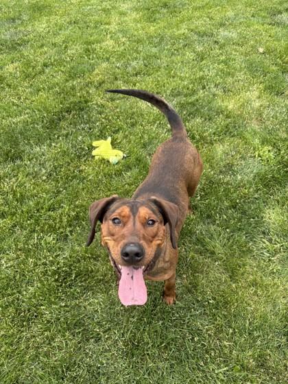 Enlarge Henry, an adopted Redbone Coonhound in Joliet, IL image 1/1