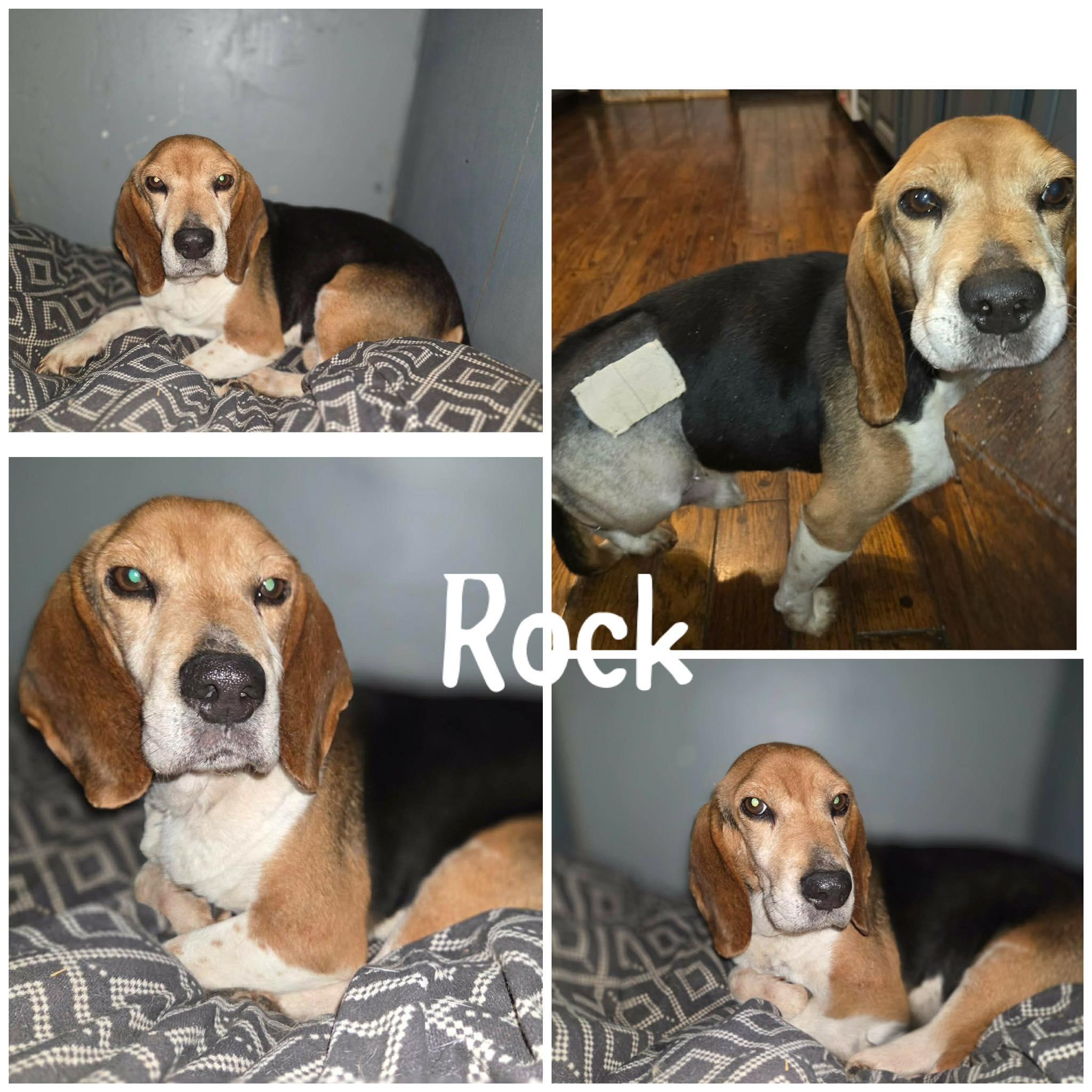 Rock, adopted, Senior Male Beagle.