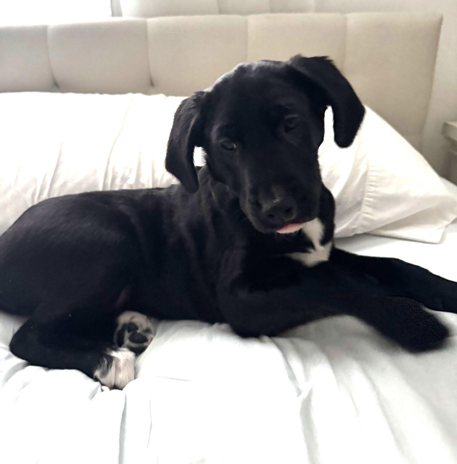 Enlarge Spencer, a Adoptable Black Labrador Retriever in Cliffwood, NJ image 1/3