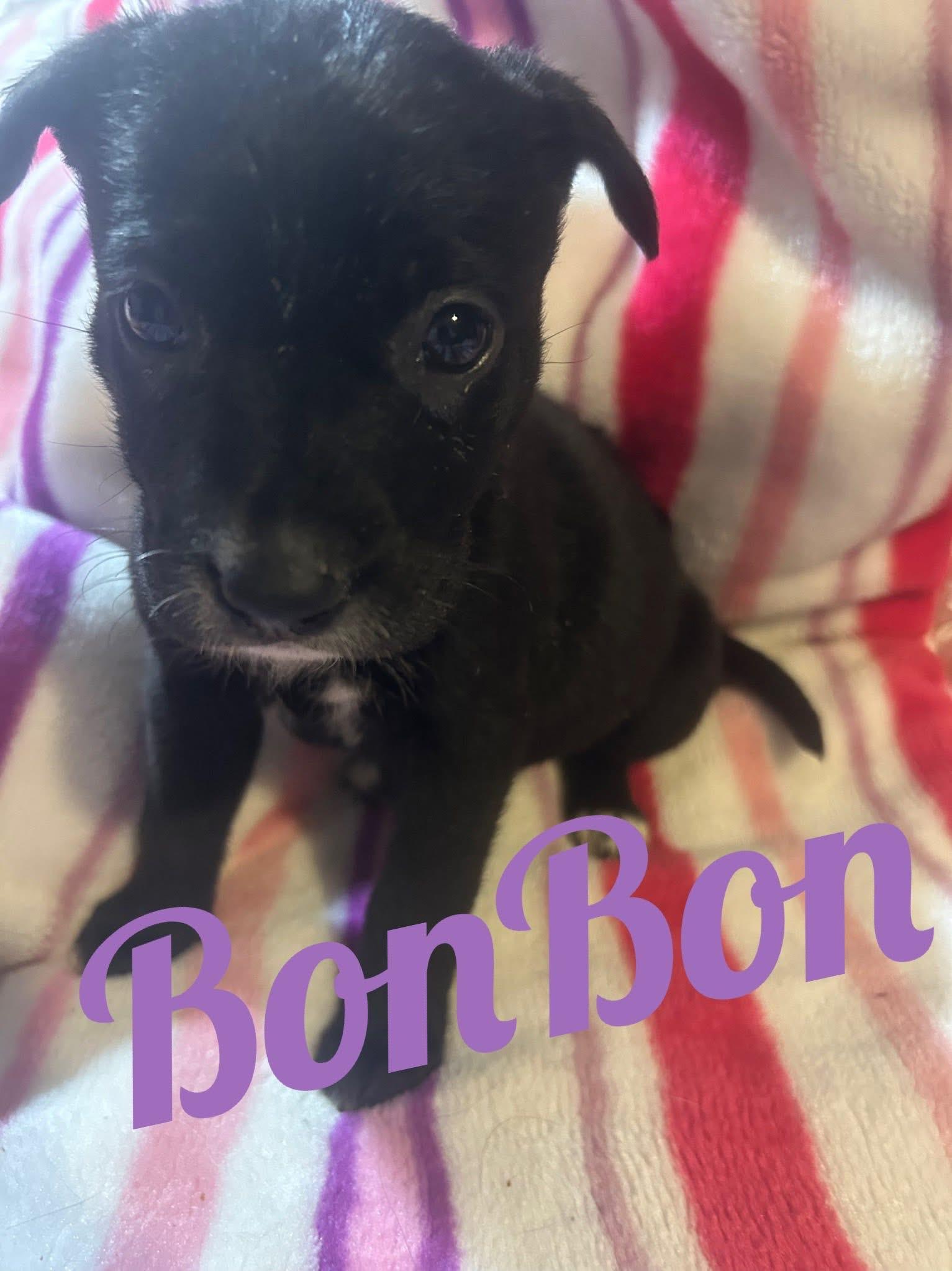 SweetTreats-BonBon, a Adoptable mixed breed in Hardin, MT image 2/2