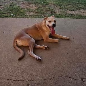 Colby, Adoptable, Young Male Mixed Breed.