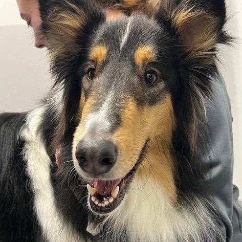 Enlarge Duke, a Adoptable Collie in Dublin, OH image 1/3